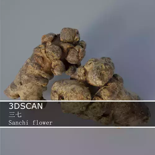 3DSCAN-Traditional Chinese Medicine-Sanchi flower Low-poly 3D model