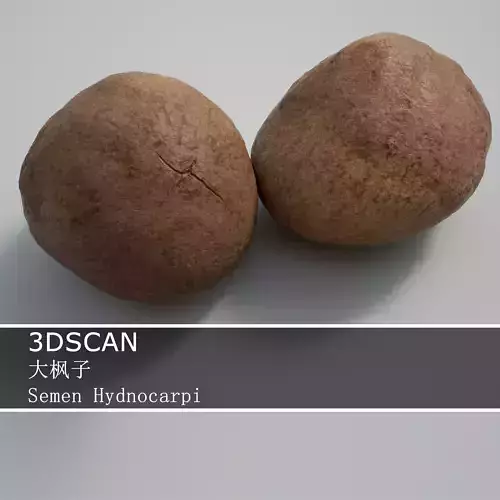 3DSCAN-Traditional Chinese Medicine-Semen Hydnocarpi