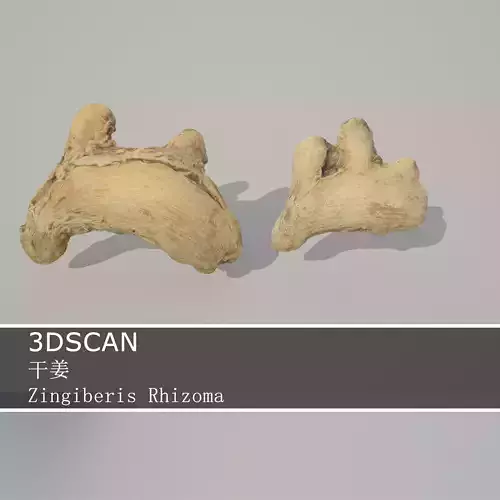 3DSCAN-Traditional Chinese Medicine-Zingiberis Rhizoma