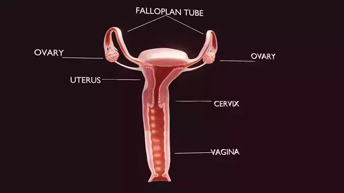 Uterus Low-poly 3D model