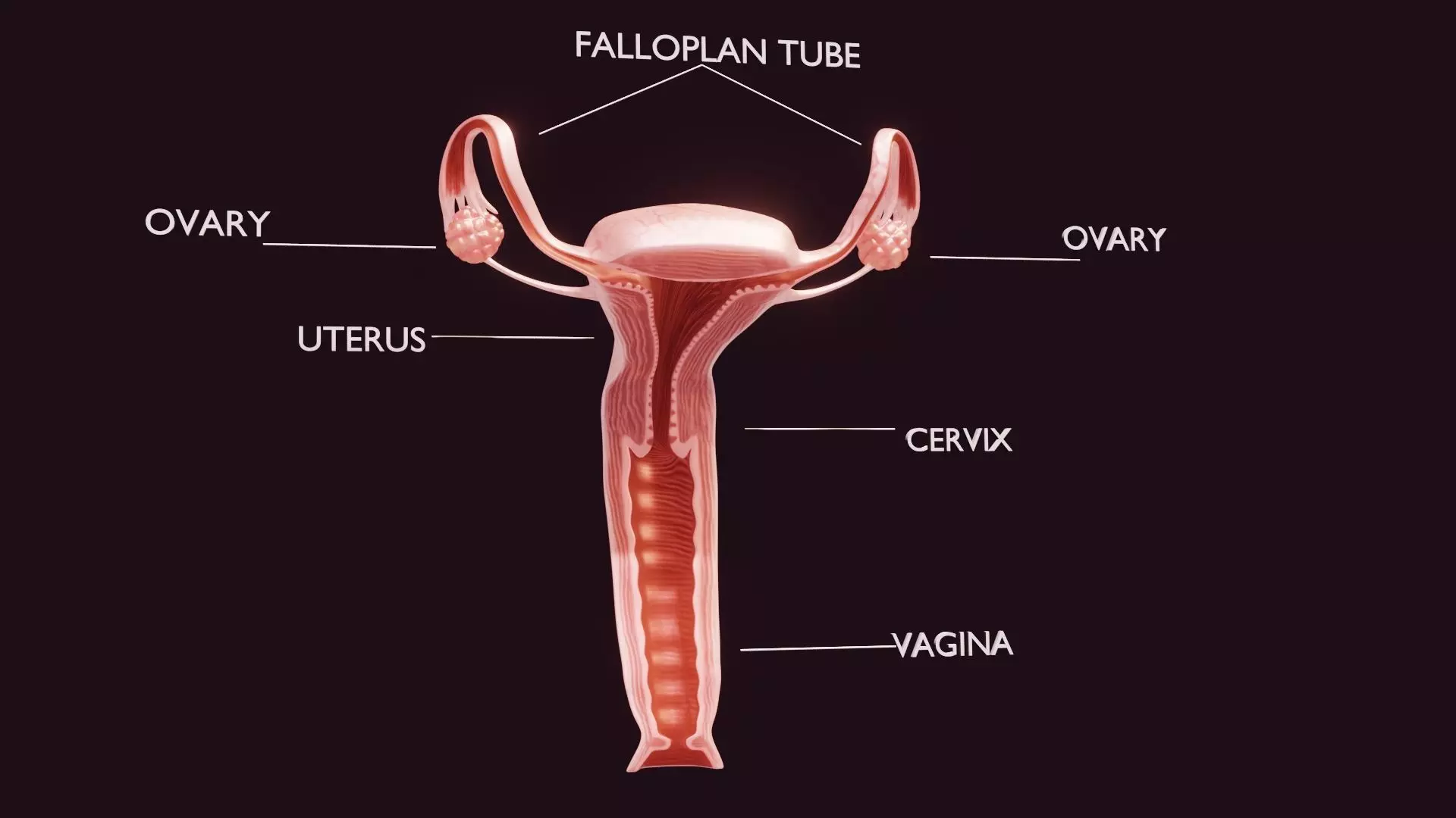 Uterus Low-poly 3D model_0