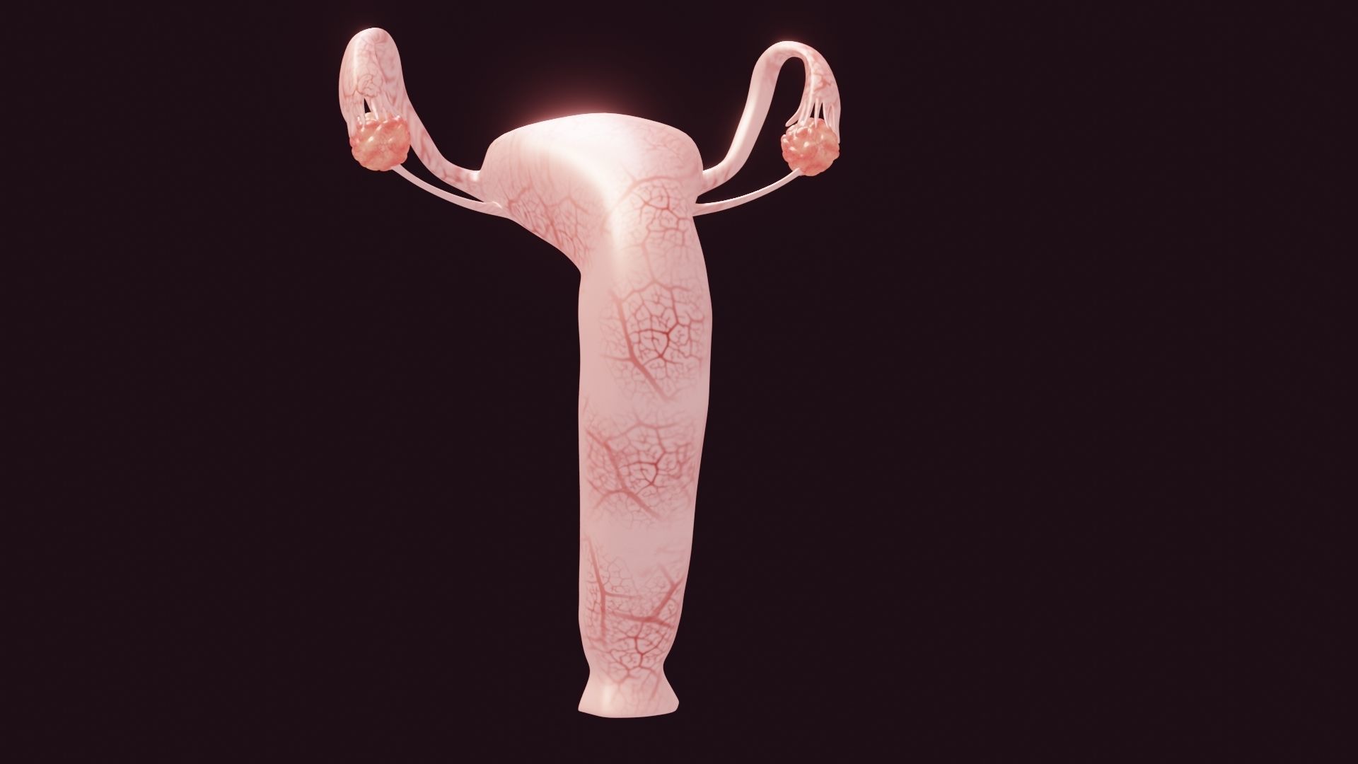 Uterus Low-poly 3D model_7