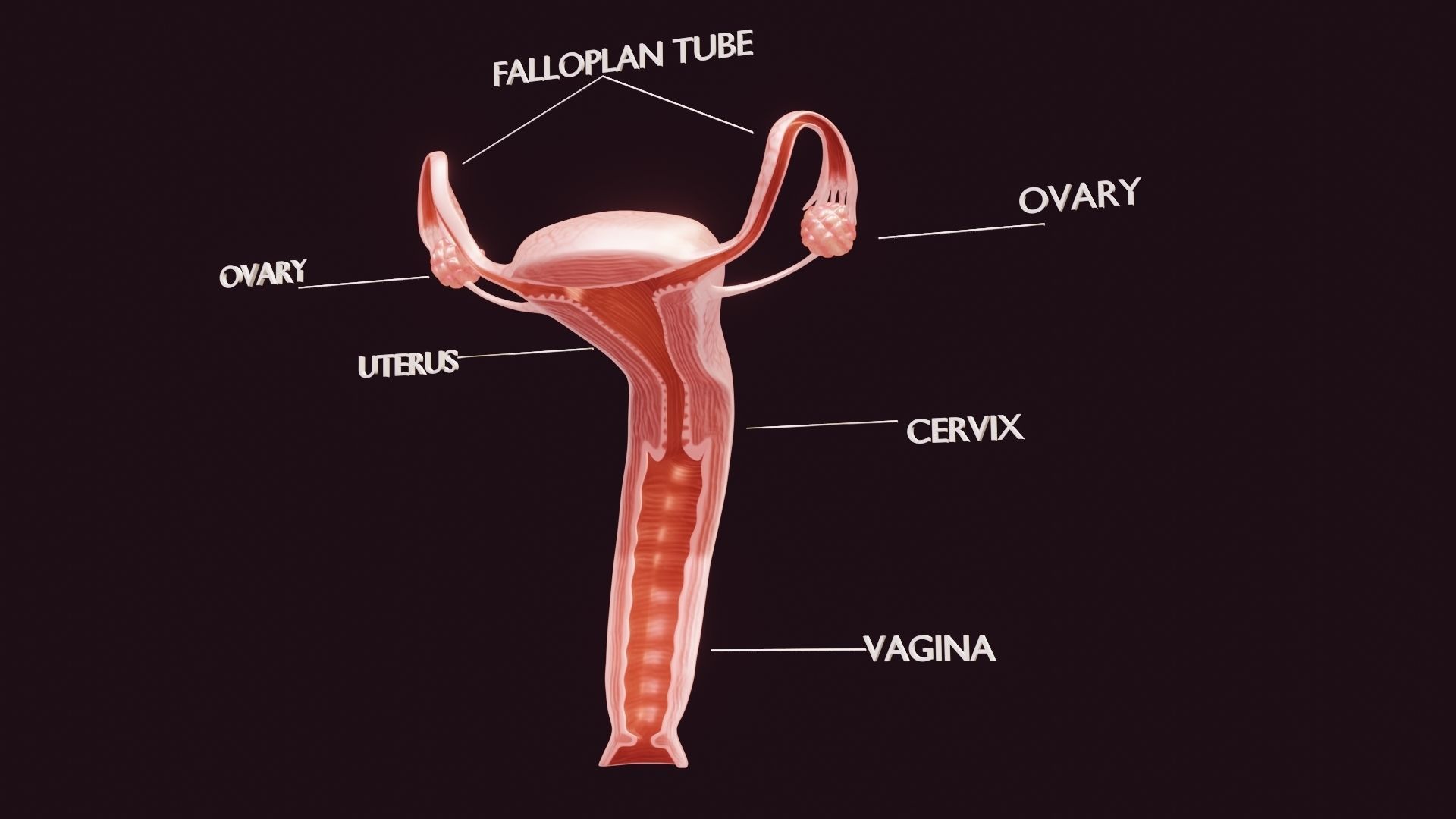 Uterus Low-poly 3D model_2