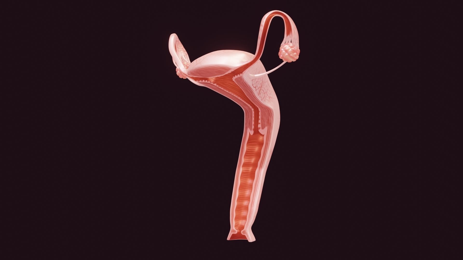 Uterus Low-poly 3D model_6