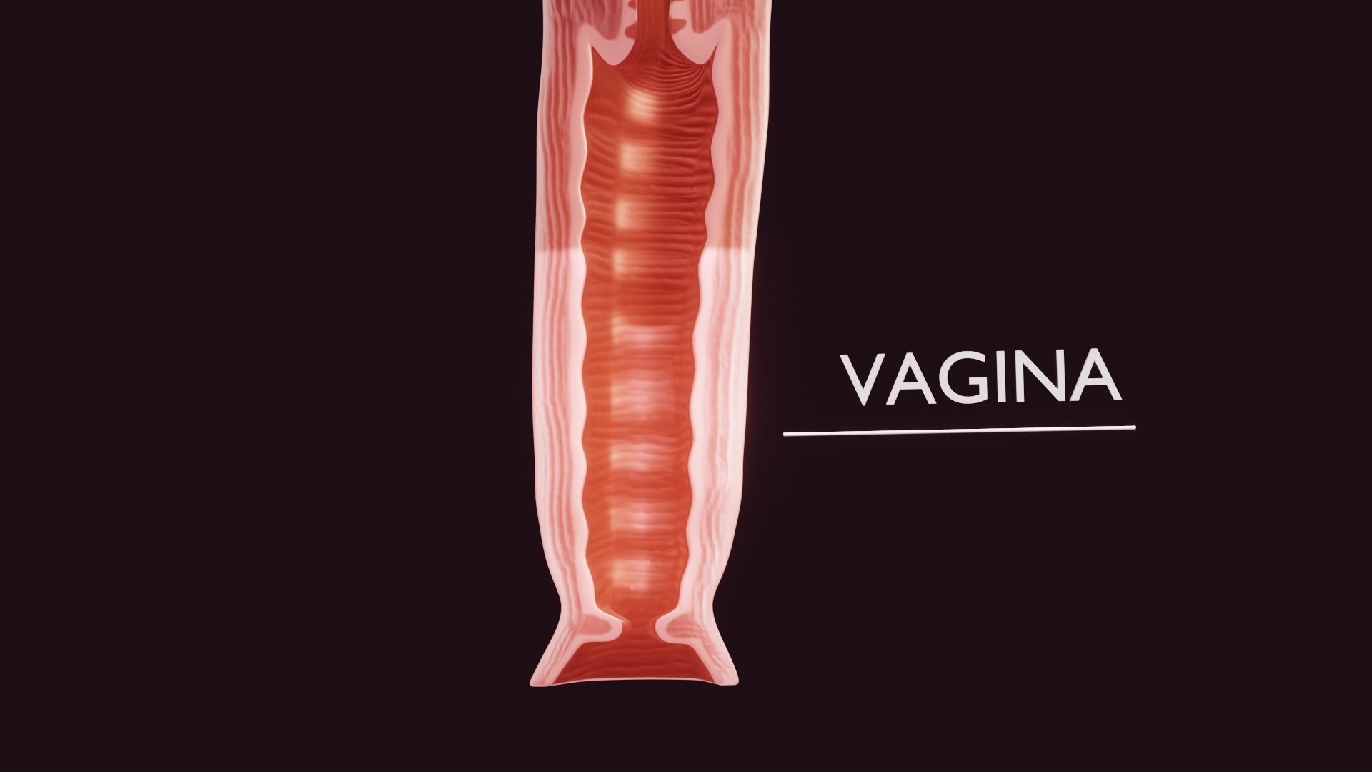 Uterus Low-poly 3D model_5