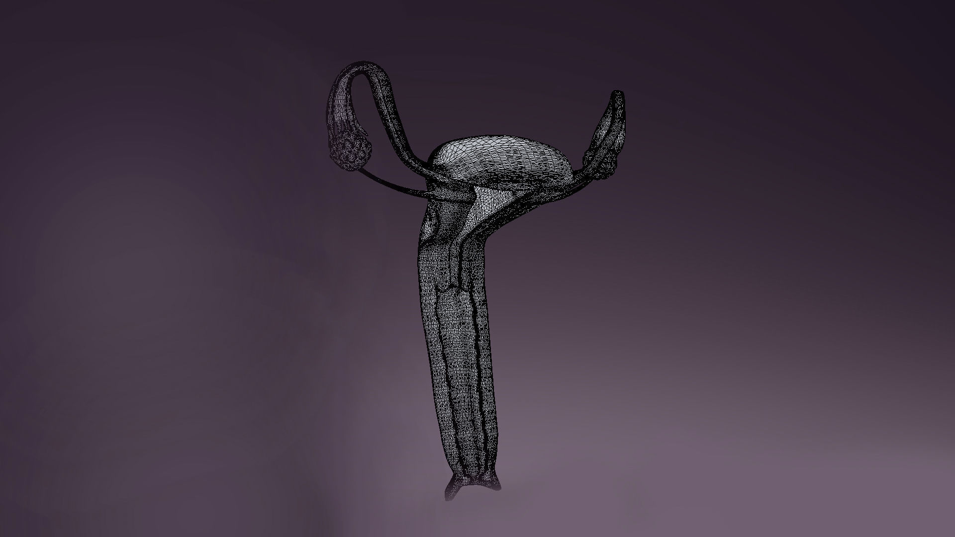 Uterus Low-poly 3D model_8