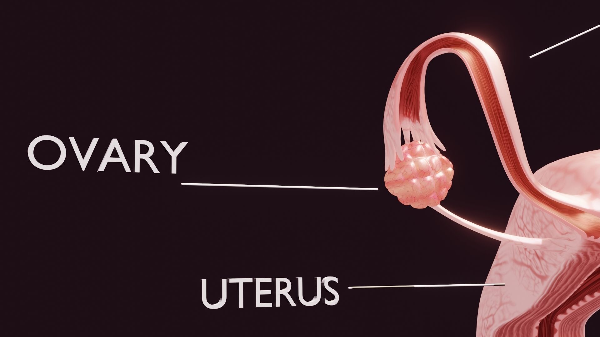 Uterus Low-poly 3D model_3