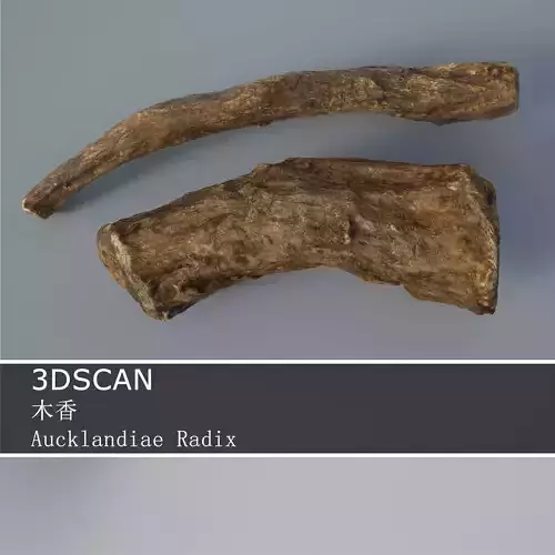 3DSCAN-Traditional Chinese Medicine-Aucklandiae Radix Low-poly 3D model