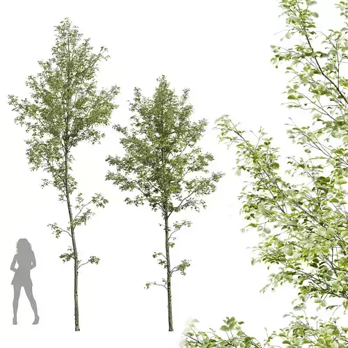 Alnus glutinosa 3D model
