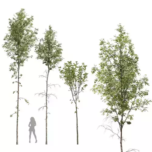 Betula Pendula 3D model