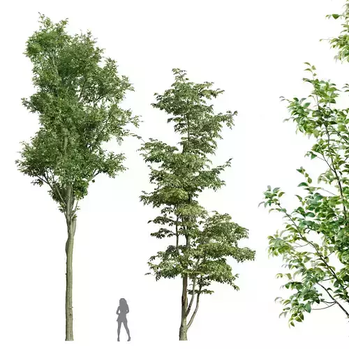 Carpinus Betulus and Celtis Australis 3D model