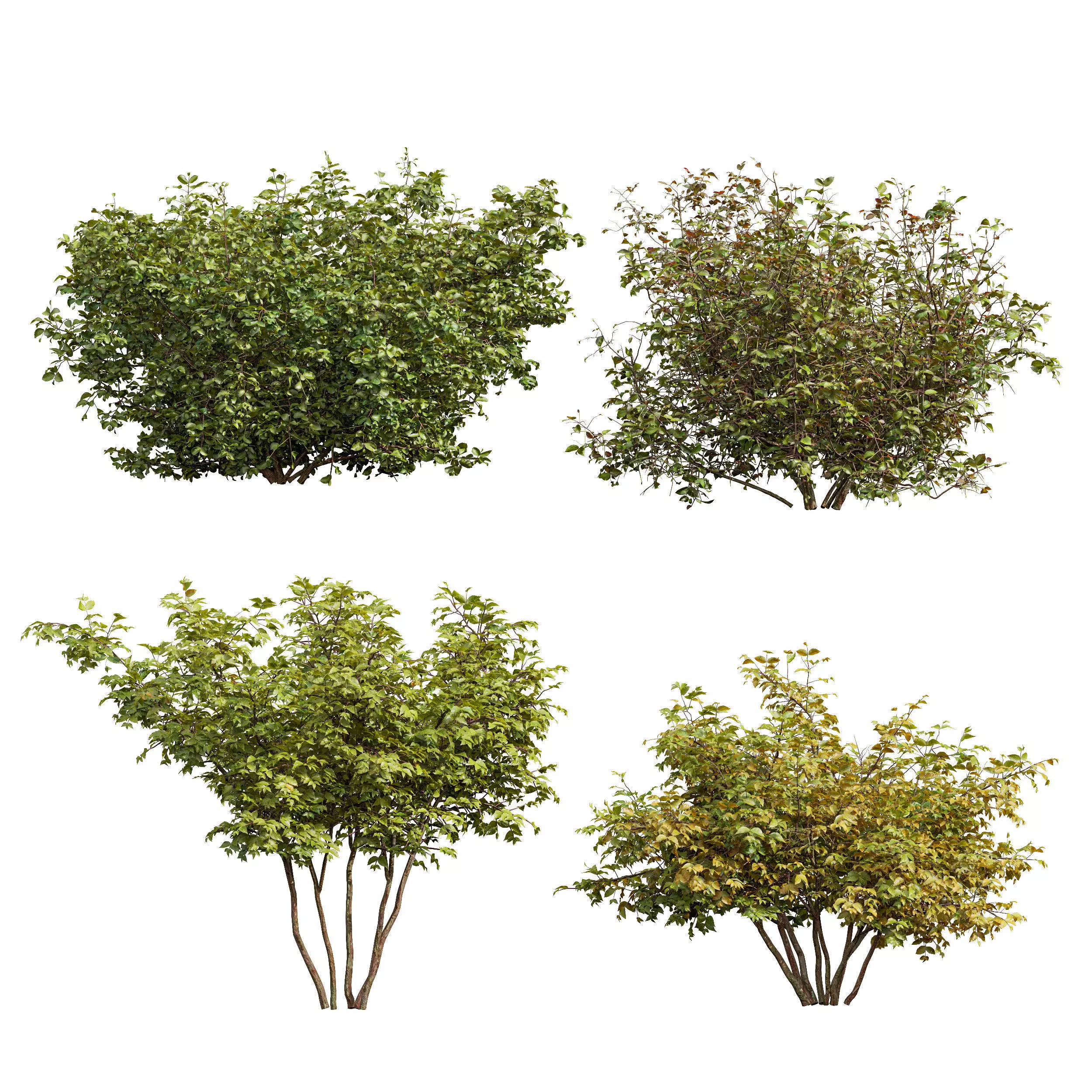 Cornus sanguinea 3D model