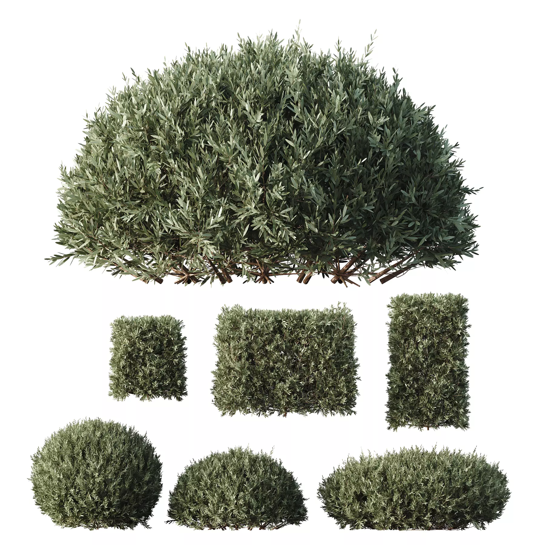 HQ Plants Montra Olive Bush 3D model