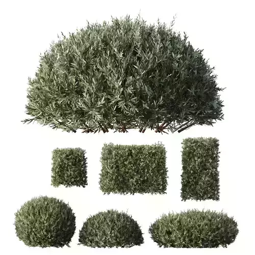 HQ Plants Montra Olive Bush 3D model