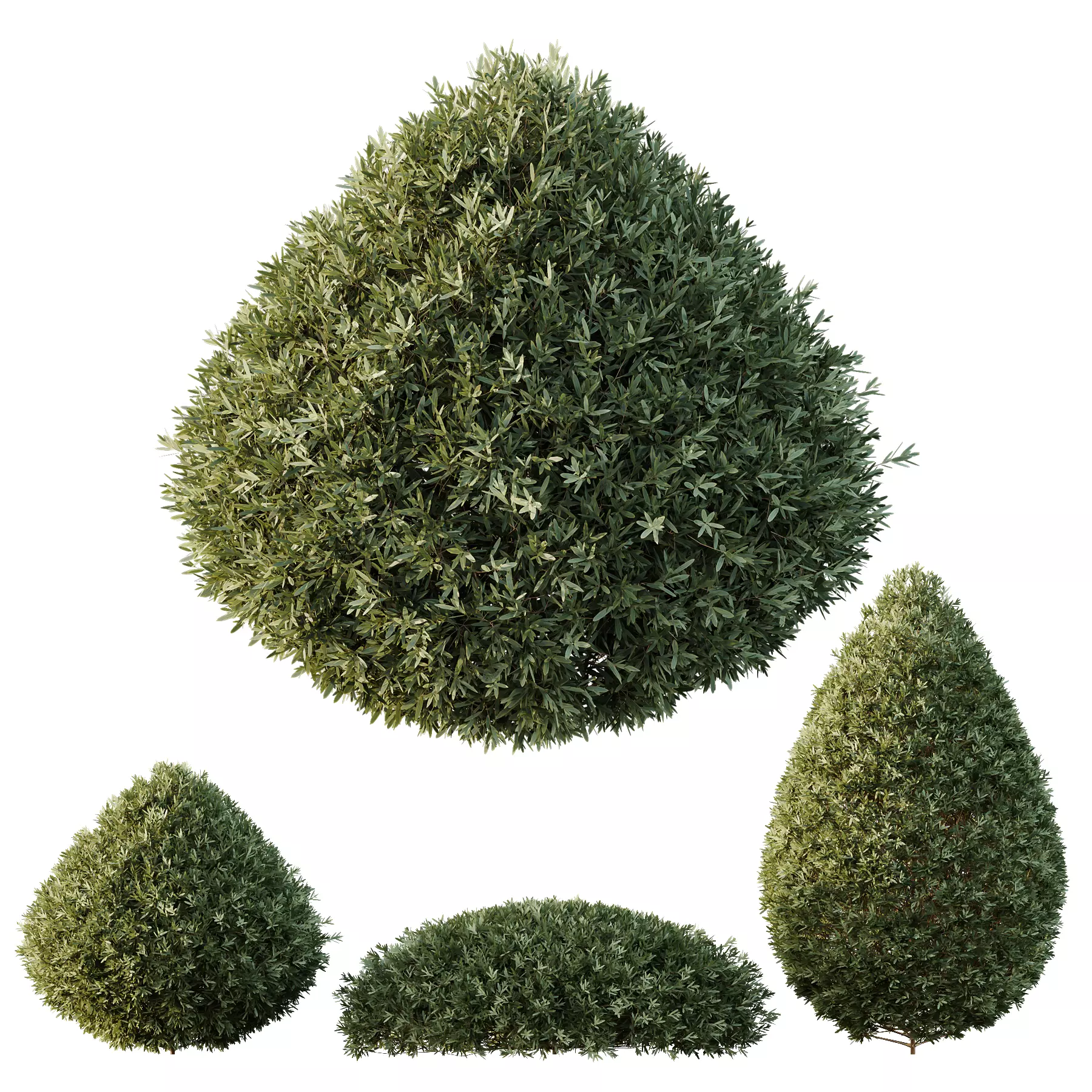HQ Plants Montra Olive Bush Version5 3D model