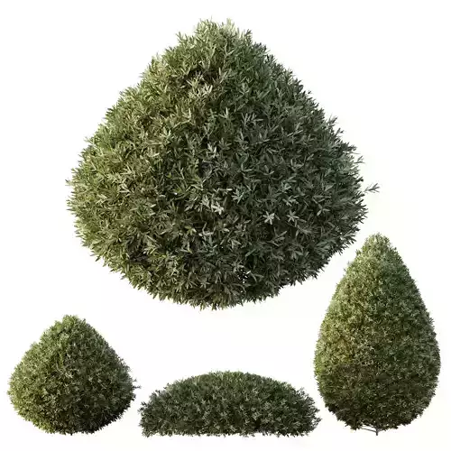 HQ Plants Montra Olive Bush Version5 3D model