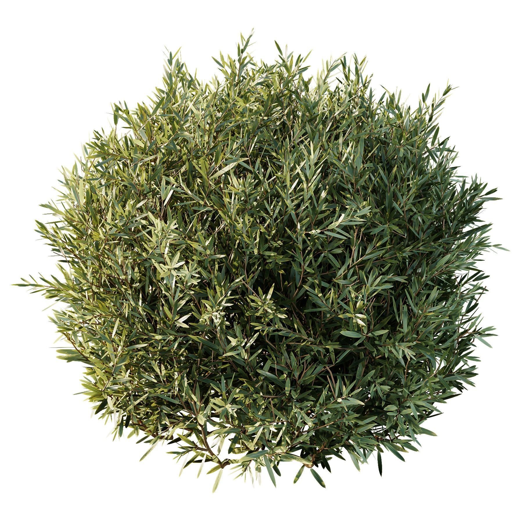 Montra Olive Bush 3D model_3