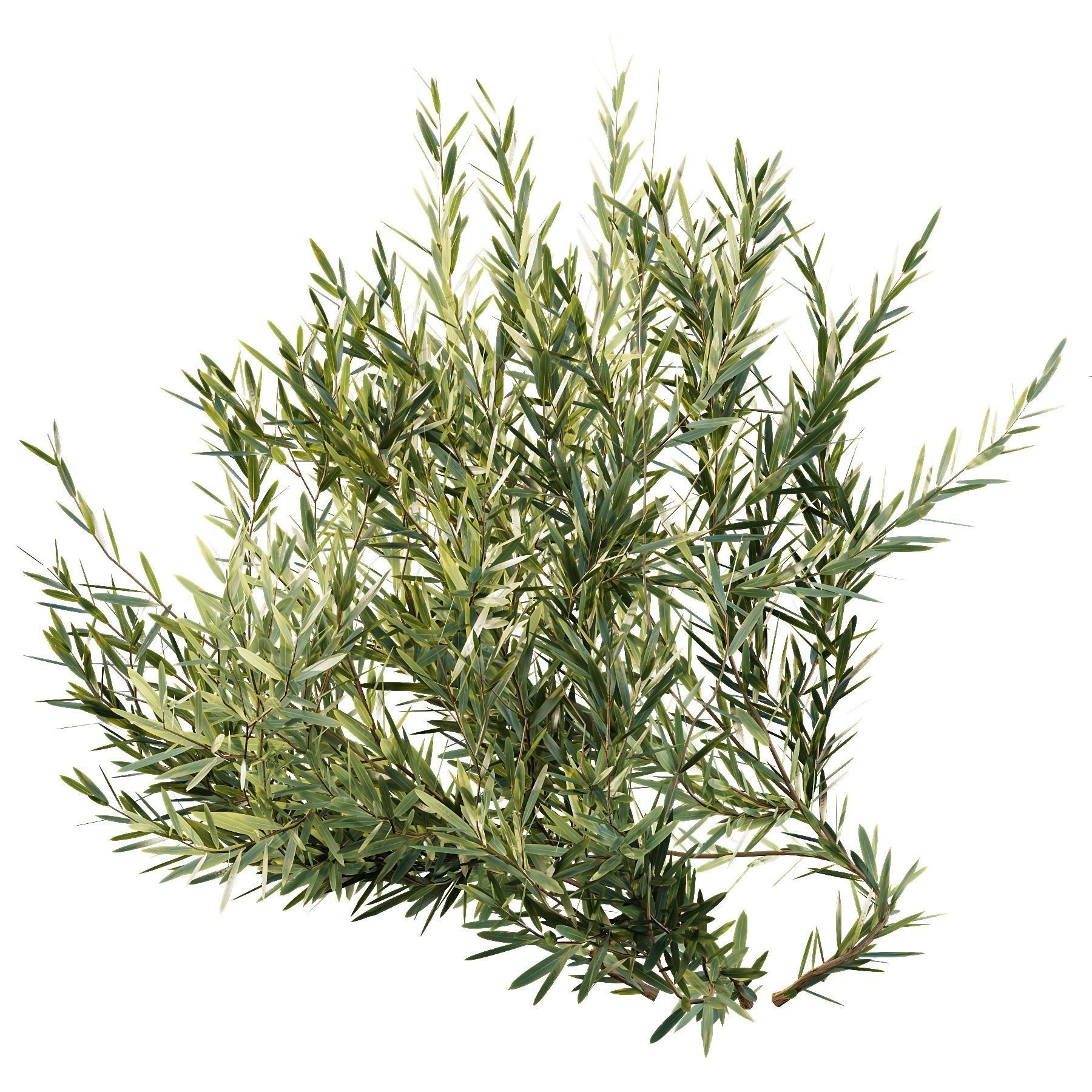 Montra Olive Bush 3D model_4