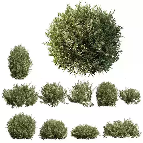 Montra Olive Bush 3D model