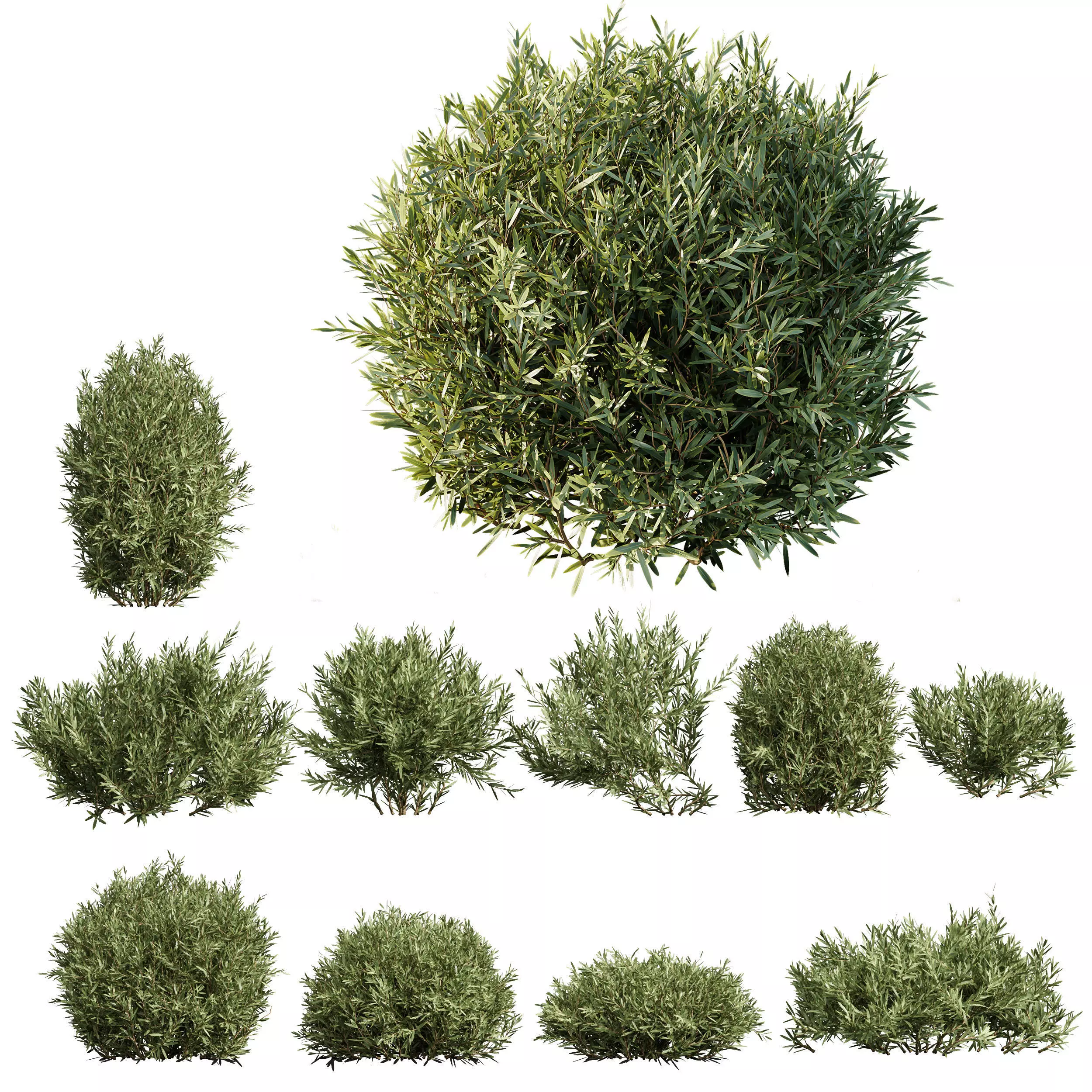 Montra Olive Bush 3D model_0