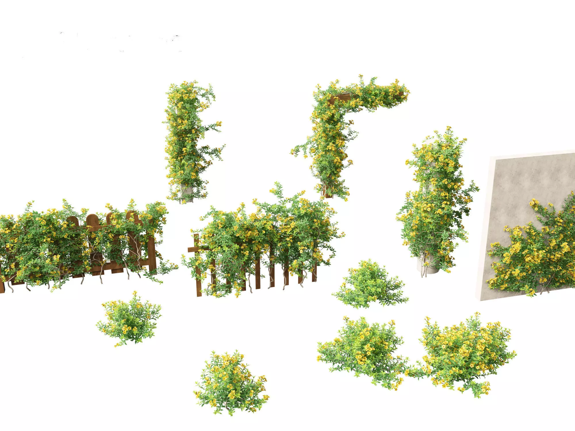 Allamanda schottii - Bush allamanda 3D model