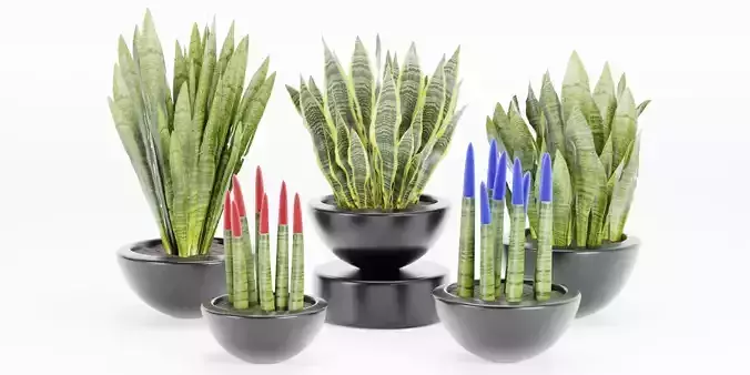 sansevieria plants collection vol 70-Blender