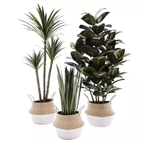 Plant set in basket