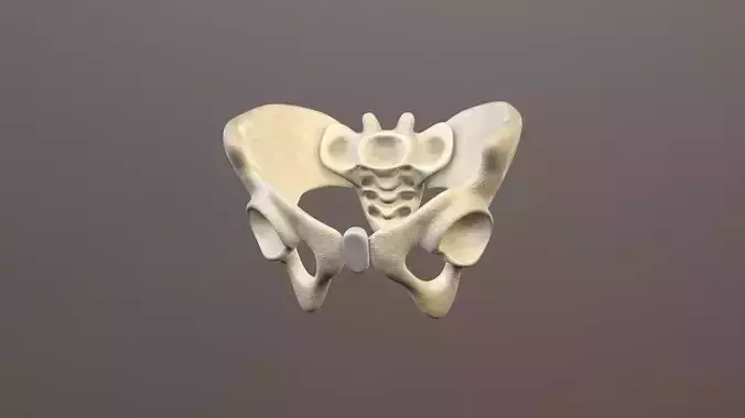 Pelvis Bone Low-poly 3D model