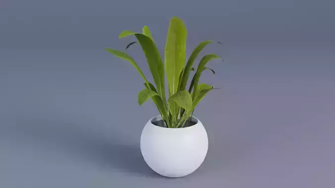 Plant pot