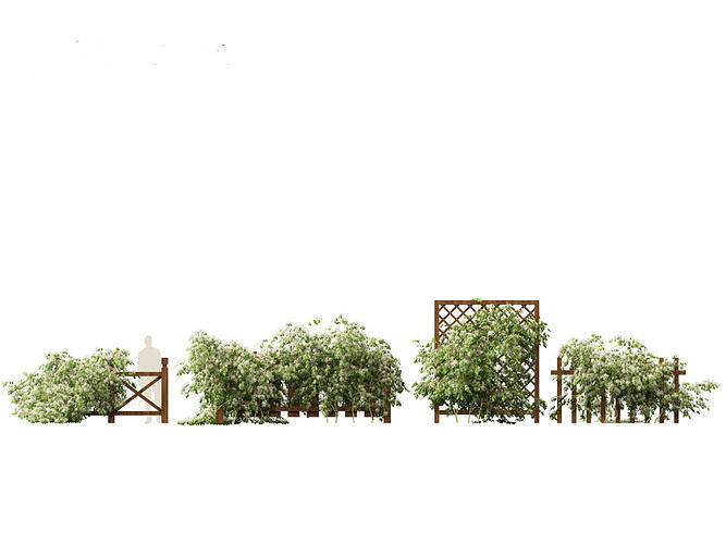 Clematis terniflora - Sweet autumn clematis 3D model