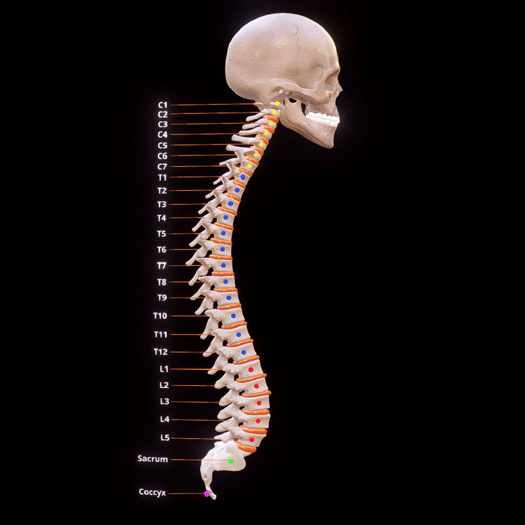 Human Spinal Column 3D model_2