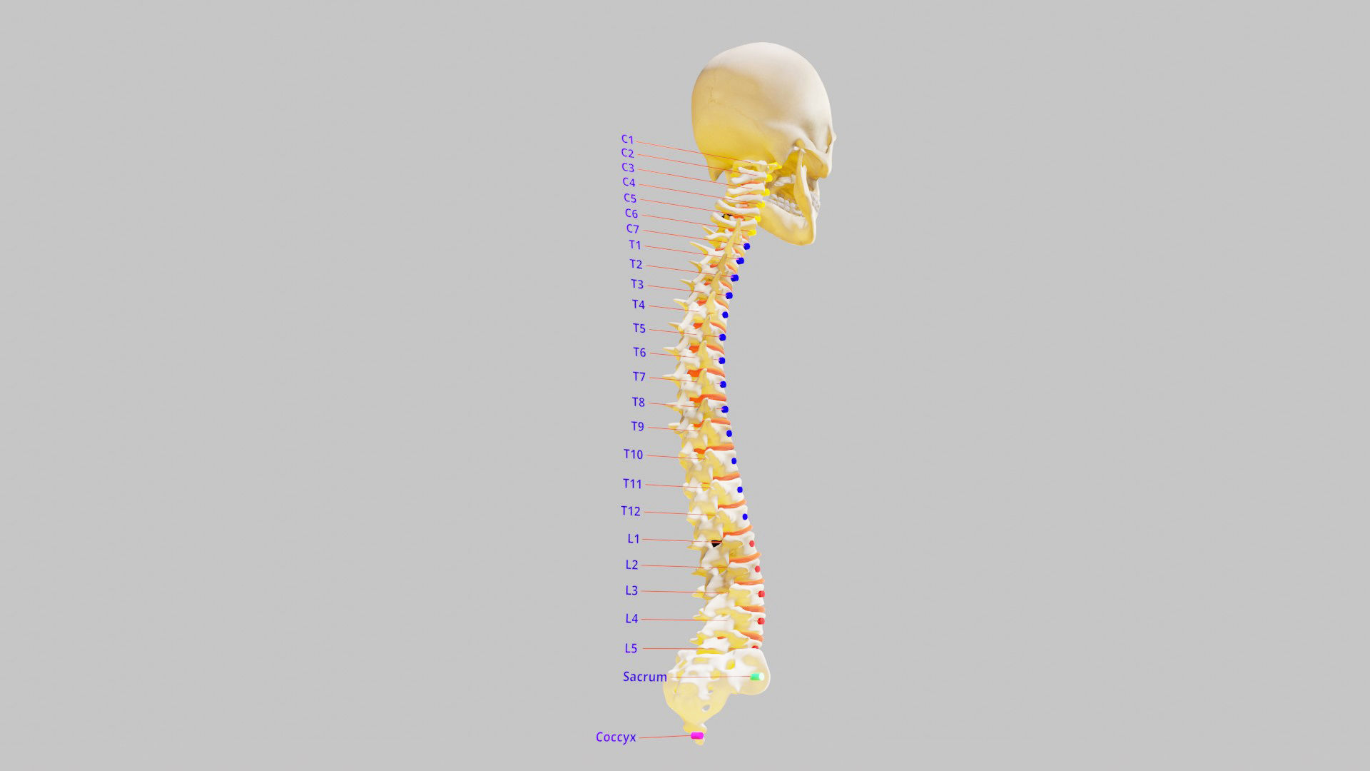 Human Spinal Column 3D model_6