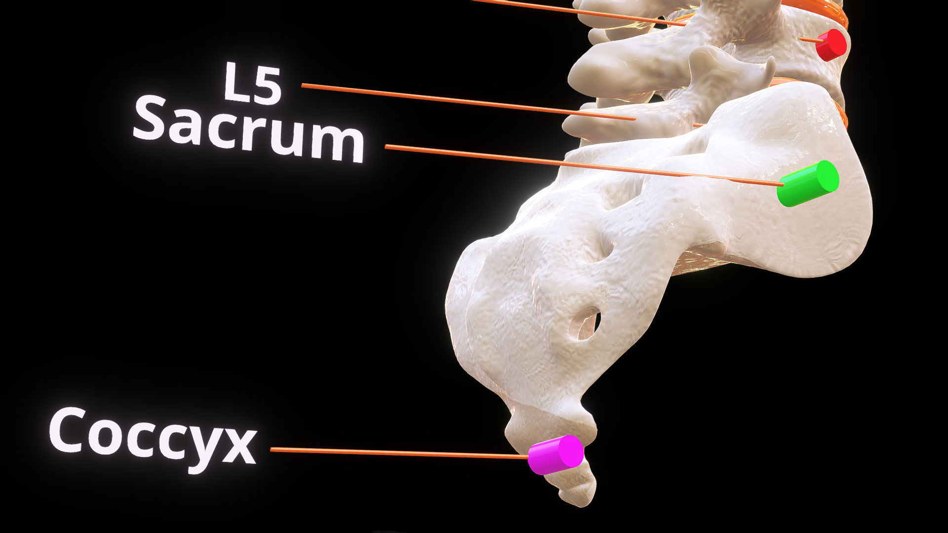 Human Spinal Column 3D model_10