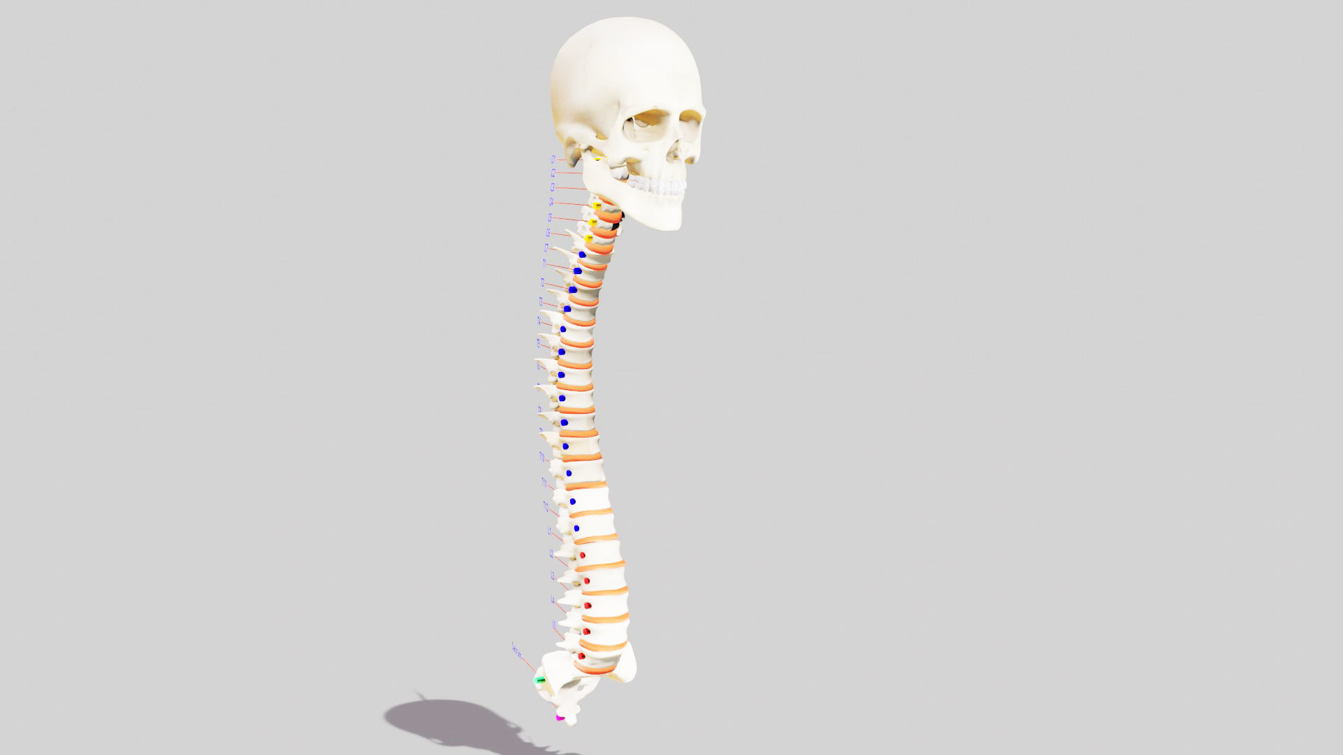Human Spinal Column 3D model_7