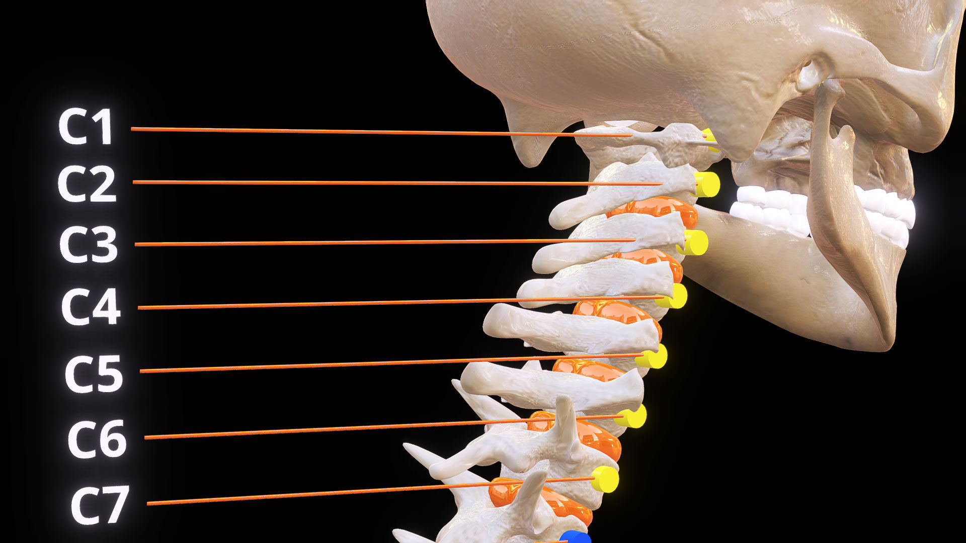 Human Spinal Column 3D model_9