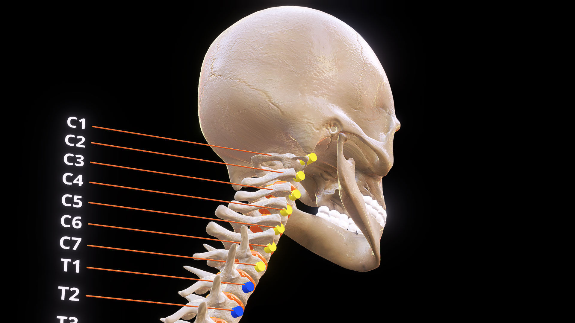 Human Spinal Column 3D model_8