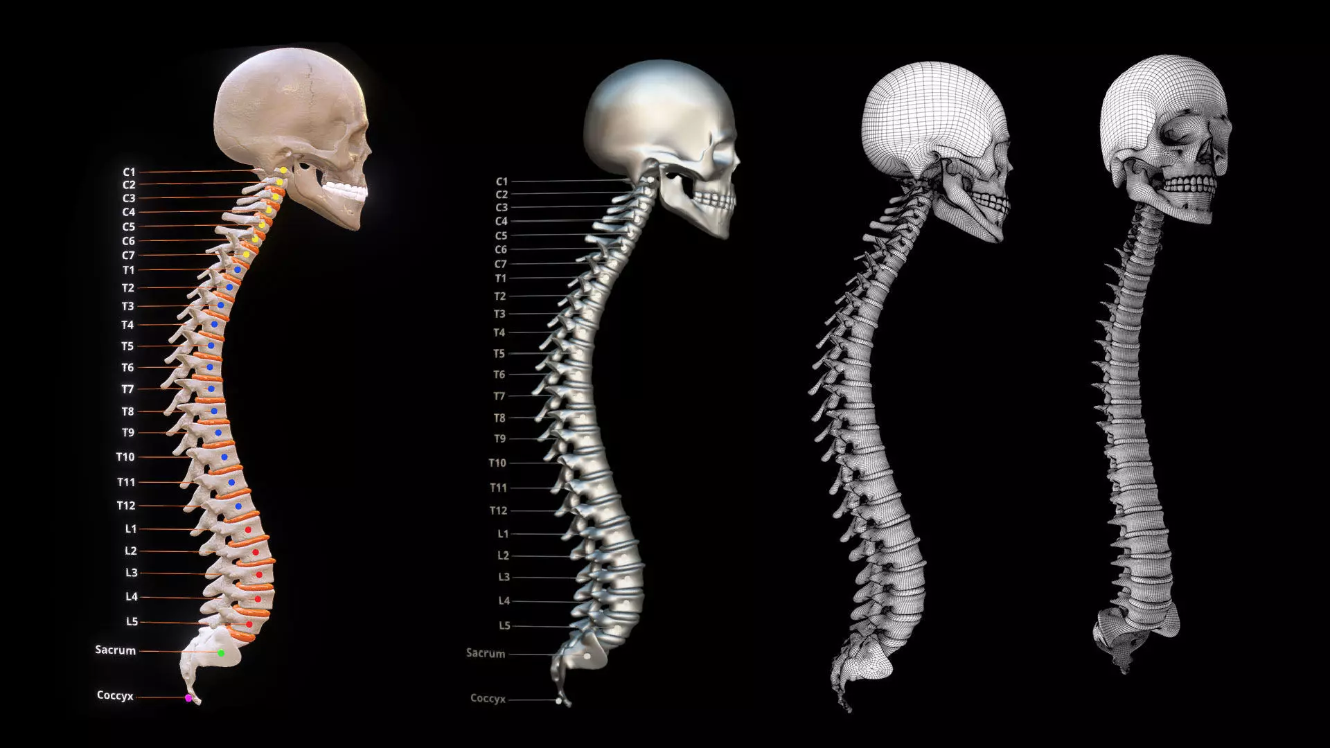 Human Spinal Column 3D model_0