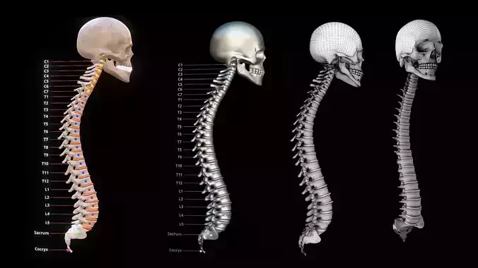 Human Spinal Column 3D model
