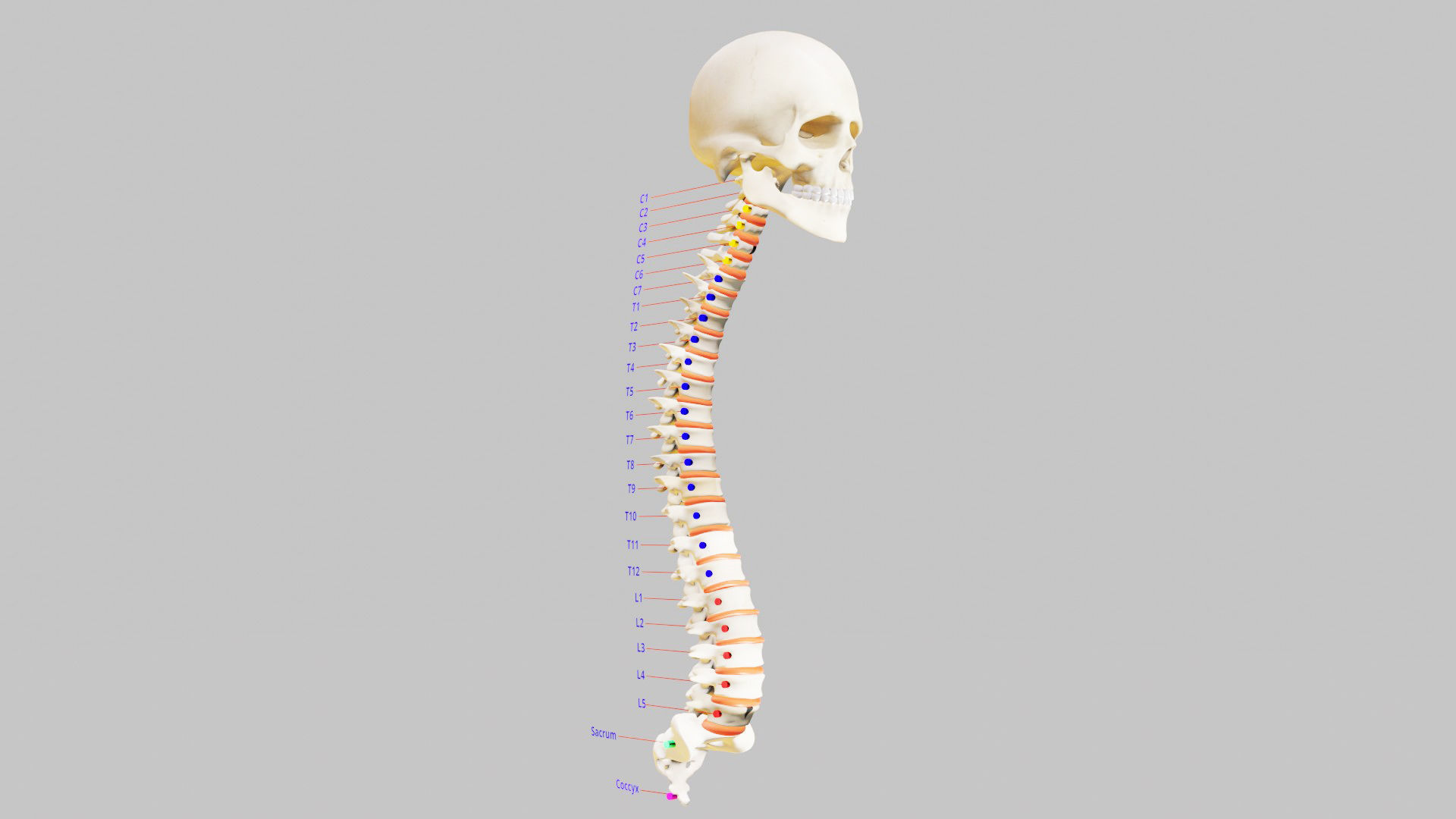 Human Spinal Column 3D model_5