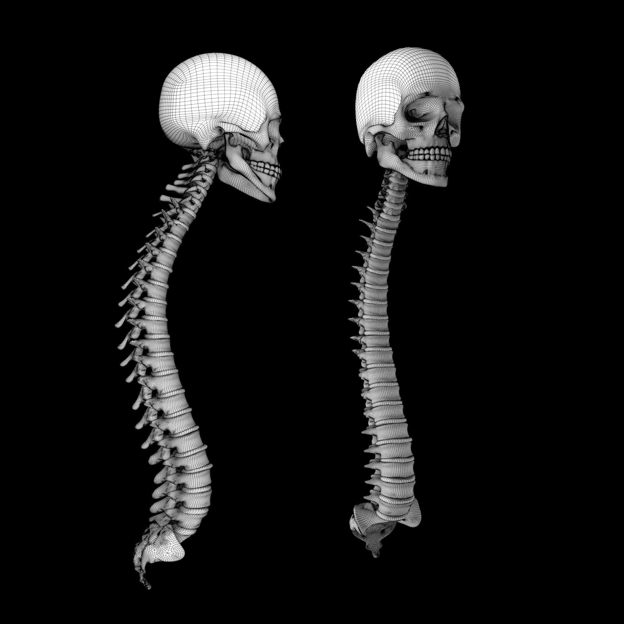 Human Spinal Column 3D model_12