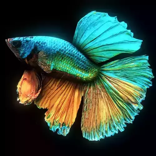 BETTA SPLENDENS Low-poly 3D model