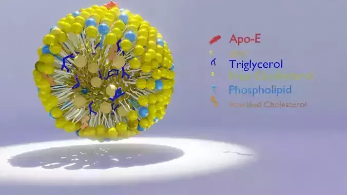 VLDL lipoprotein 3D model