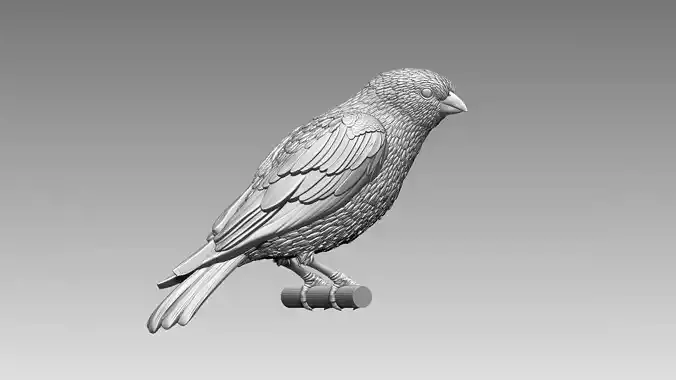 bird 03 3D print model