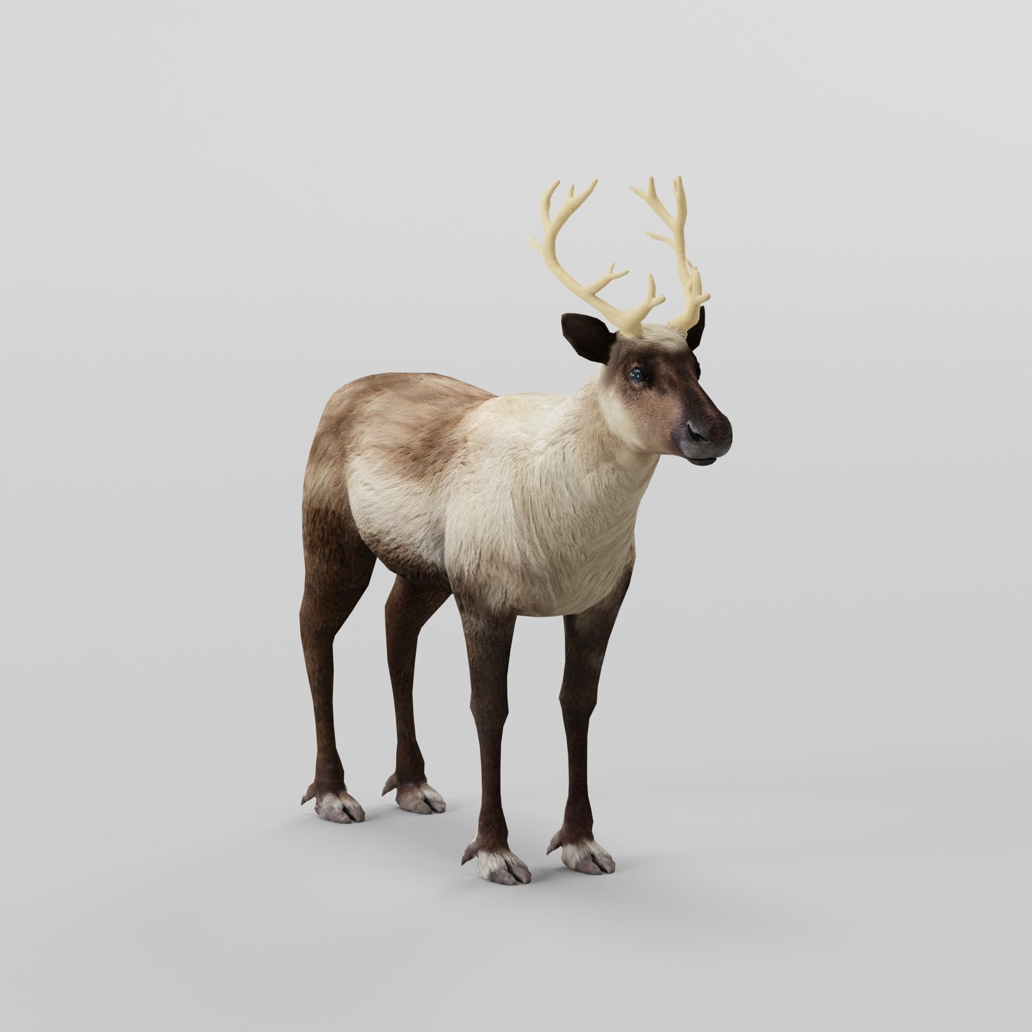 Reindeer Caribou Animal Low-poly 3D model_5