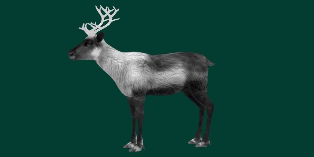 Reindeer Caribou Animal Low-poly 3D model_19