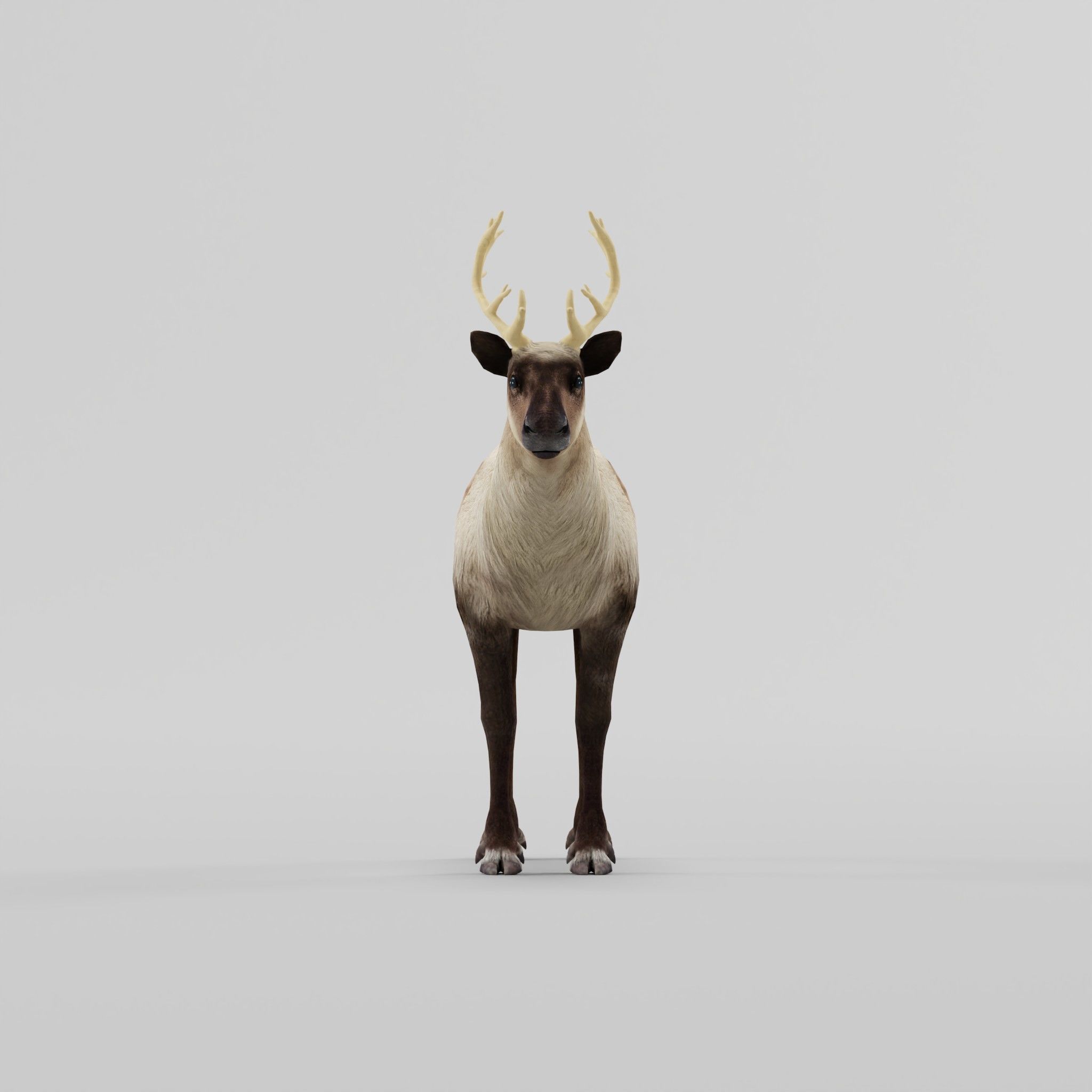 Reindeer Caribou Animal Low-poly 3D model_2