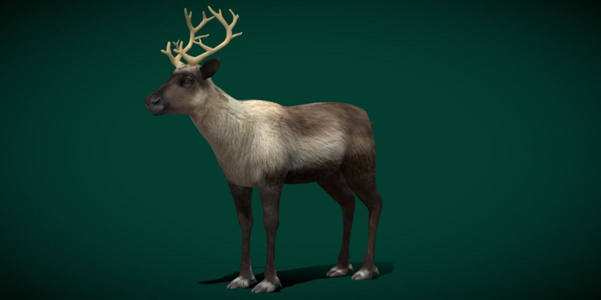 Reindeer Caribou Animal Low-poly 3D model_22