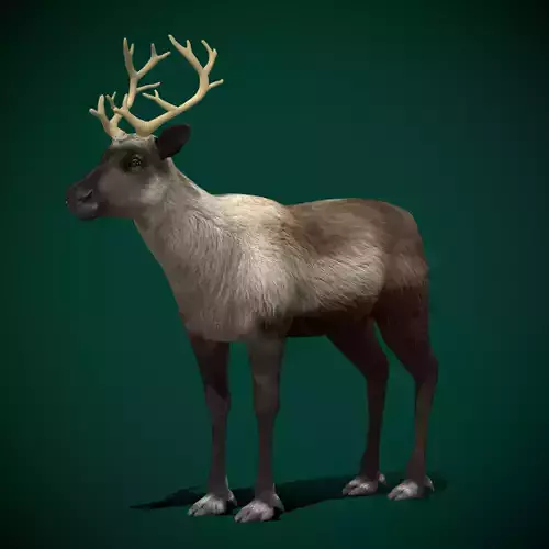 Reindeer Caribou Animal Low-poly 3D model