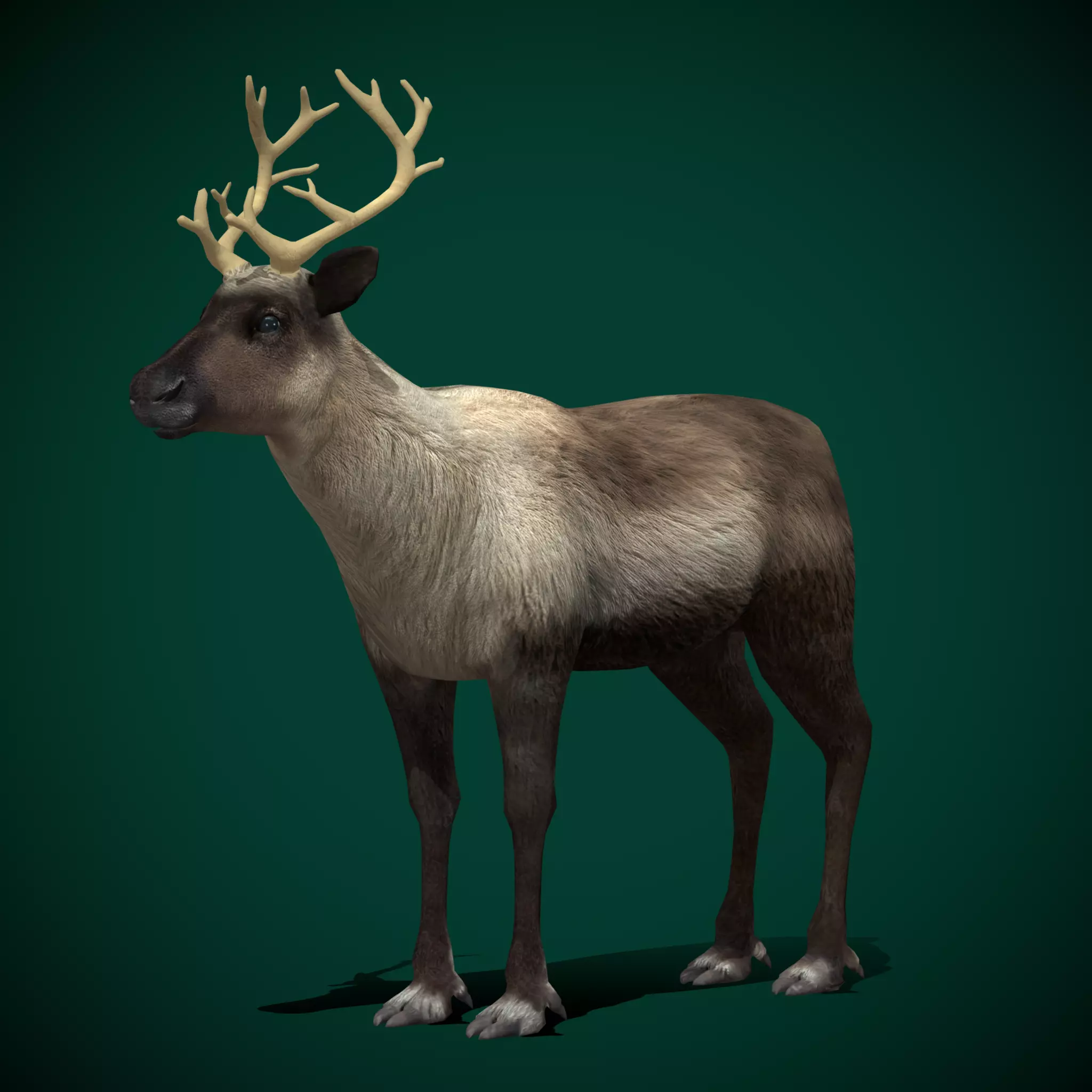 Reindeer Caribou Animal Low-poly 3D model_0