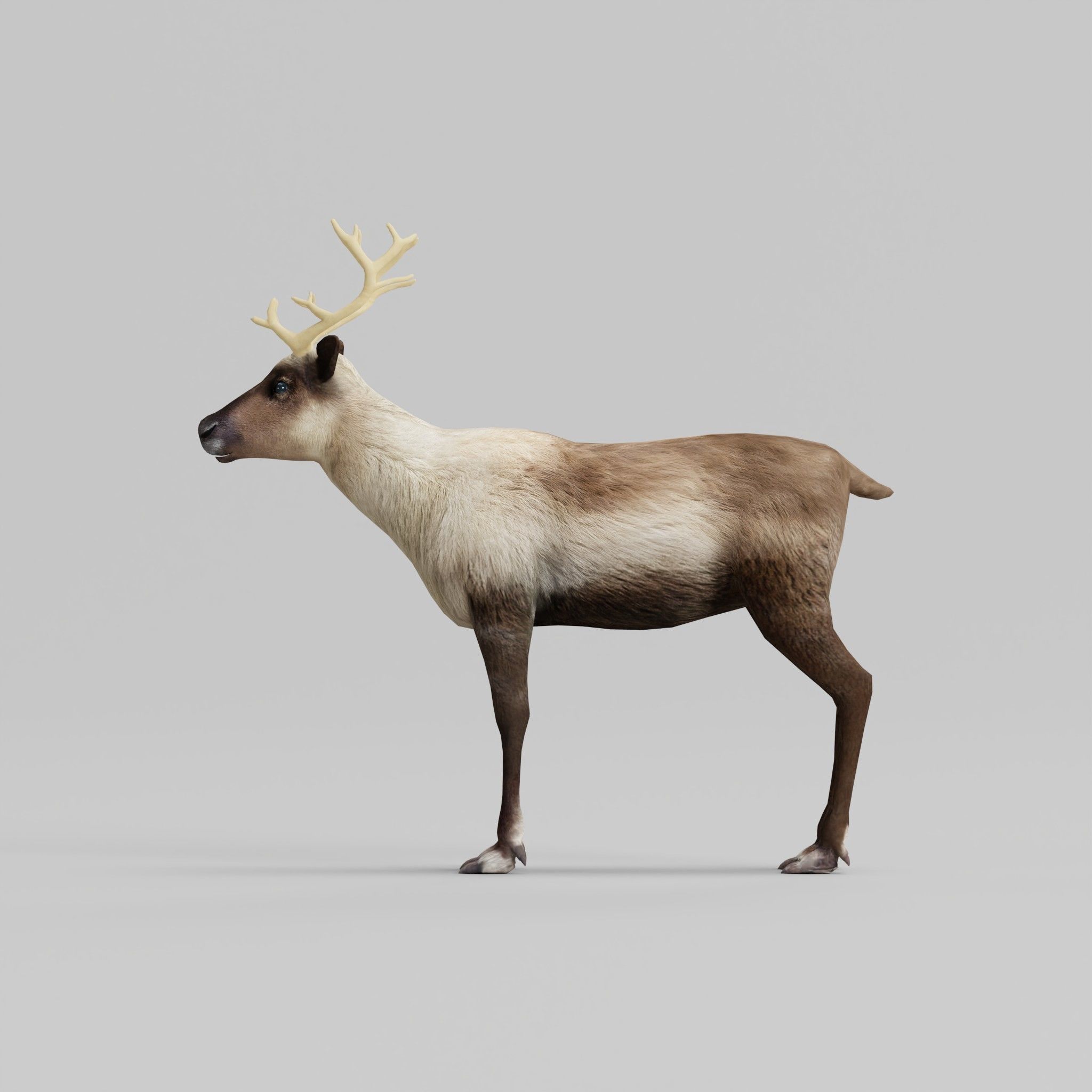 Reindeer Caribou Animal Low-poly 3D model_3